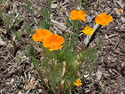 California Golden Poppy